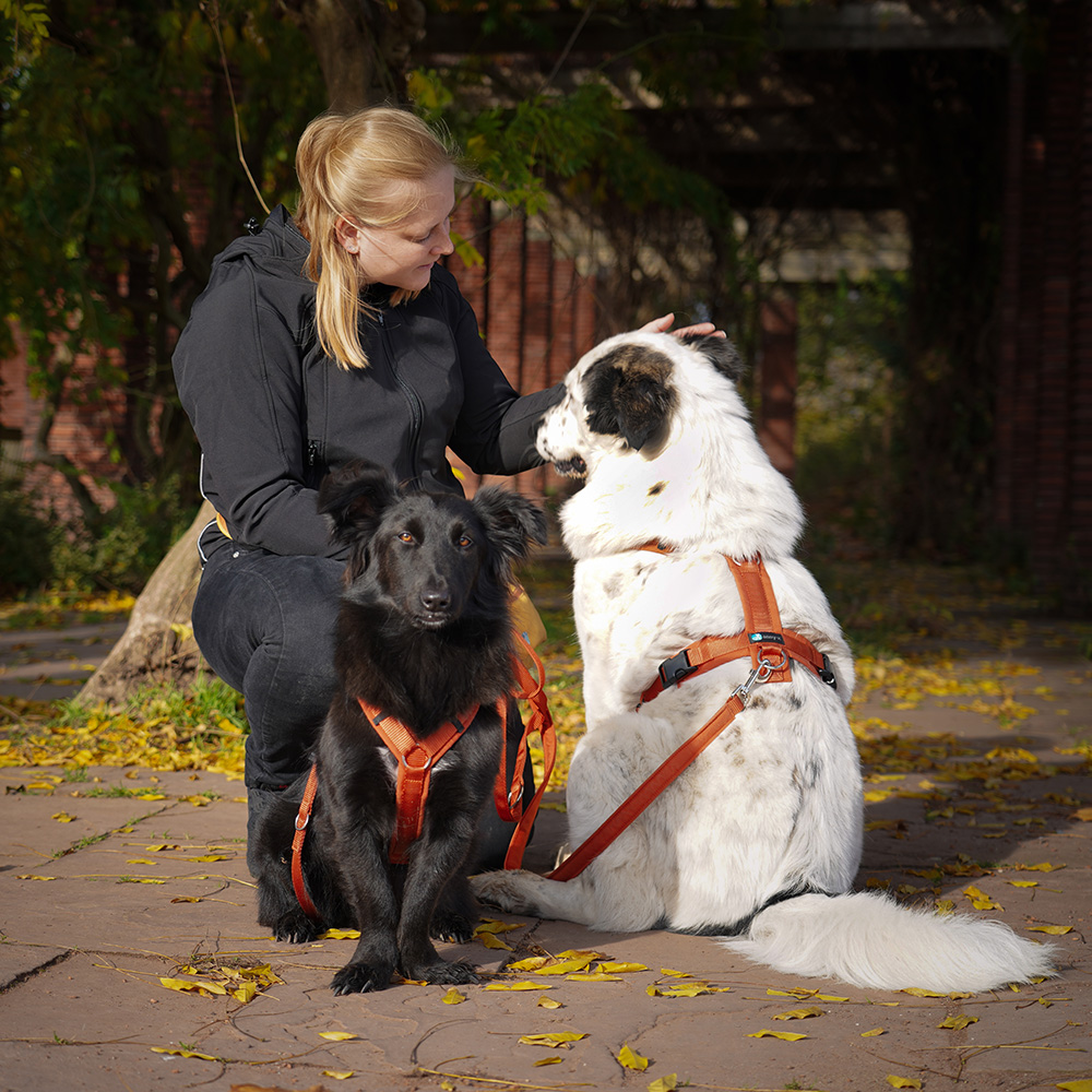 Anny-X Brustgeschirr Fun Ahorn | Hundegeschirr Größe M (Brustumfang 62 - 74 cm)