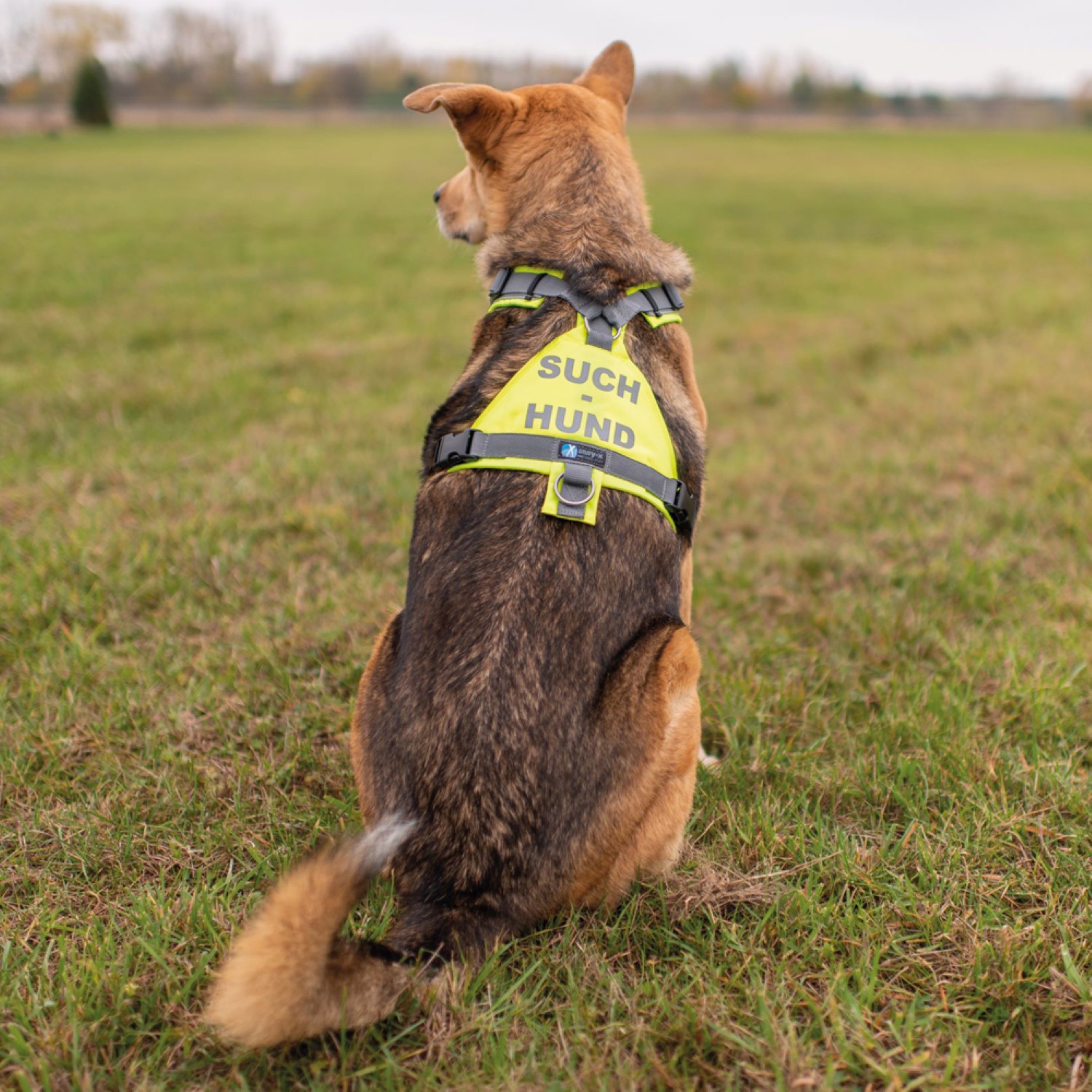 Anny-X Suchhund-Geschirr Leuchtgelb-Grau | Hundegeschirr Größe XL (Brustumfang 78 - 96 cm)