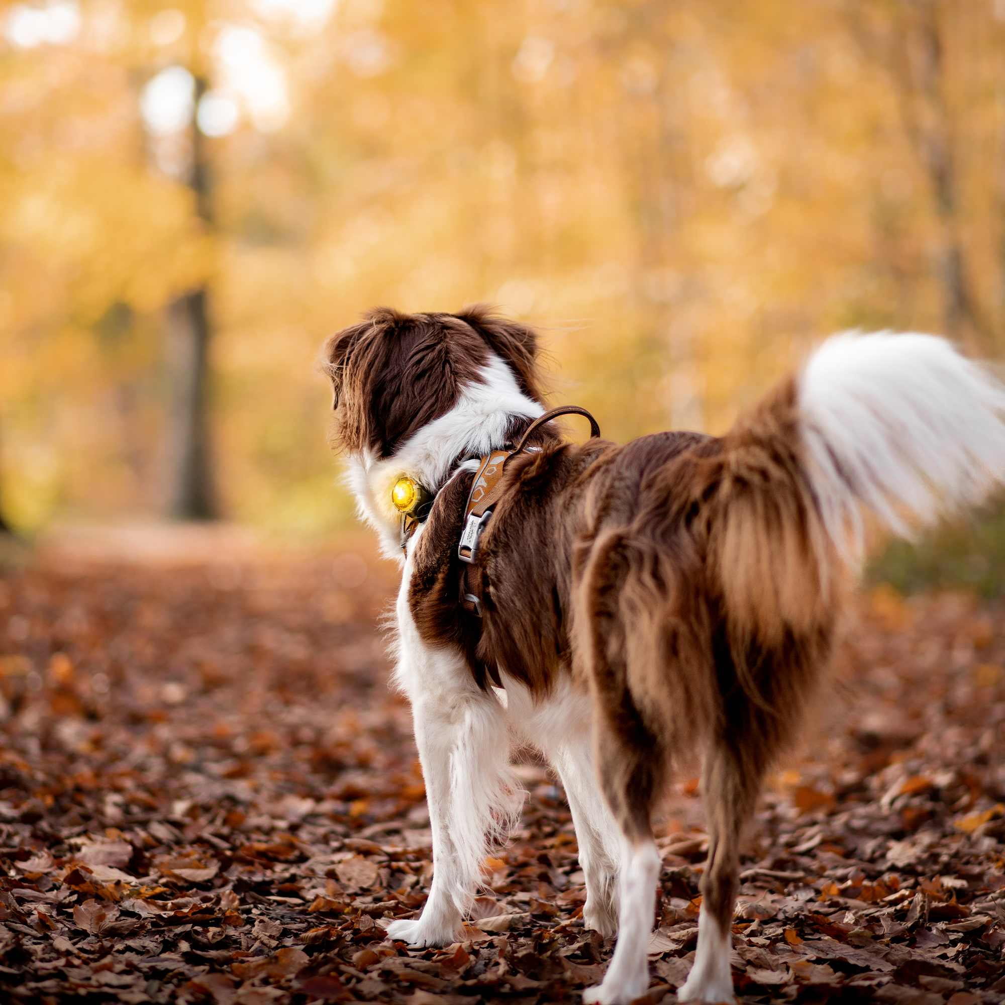 Orbiloc Safety Light | Dog Dual Yellow | Premium-Sicherheitslicht für Hunde Gelb