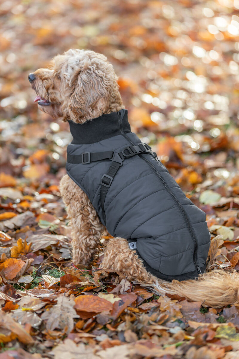 Trixie Wintermantel Pontis | Geschirr-Mantel für Hunde – warm, wasserabweisend | Farbe Blau - Gr. XS 24 cm Rückenlänge
