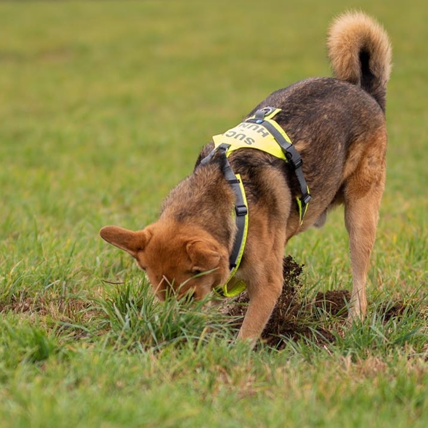 Anny-X Suchhund-Geschirr Leuchtgelb-Grau | Hundegeschirr Größe XL (Brustumfang 78 - 96 cm)