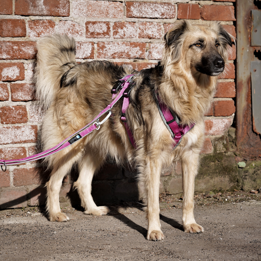 Anny-X Brustgeschirr Safety Fun Grau-Pink | Ausbruchsicheres Hundegeschirr mit Taillengurt | Größe S (Brustumfang 52 - 64 cm)