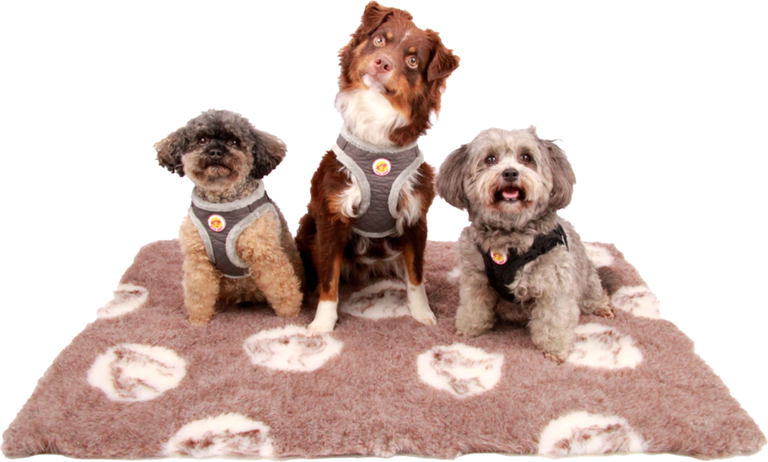 StyleSnout® Soft&Style Brustgeschirr Grau | kuscheliges Brustgeschirr mit Webpelz-Innenfutter | Gr. XS - 1,5 bis 2,5 kg