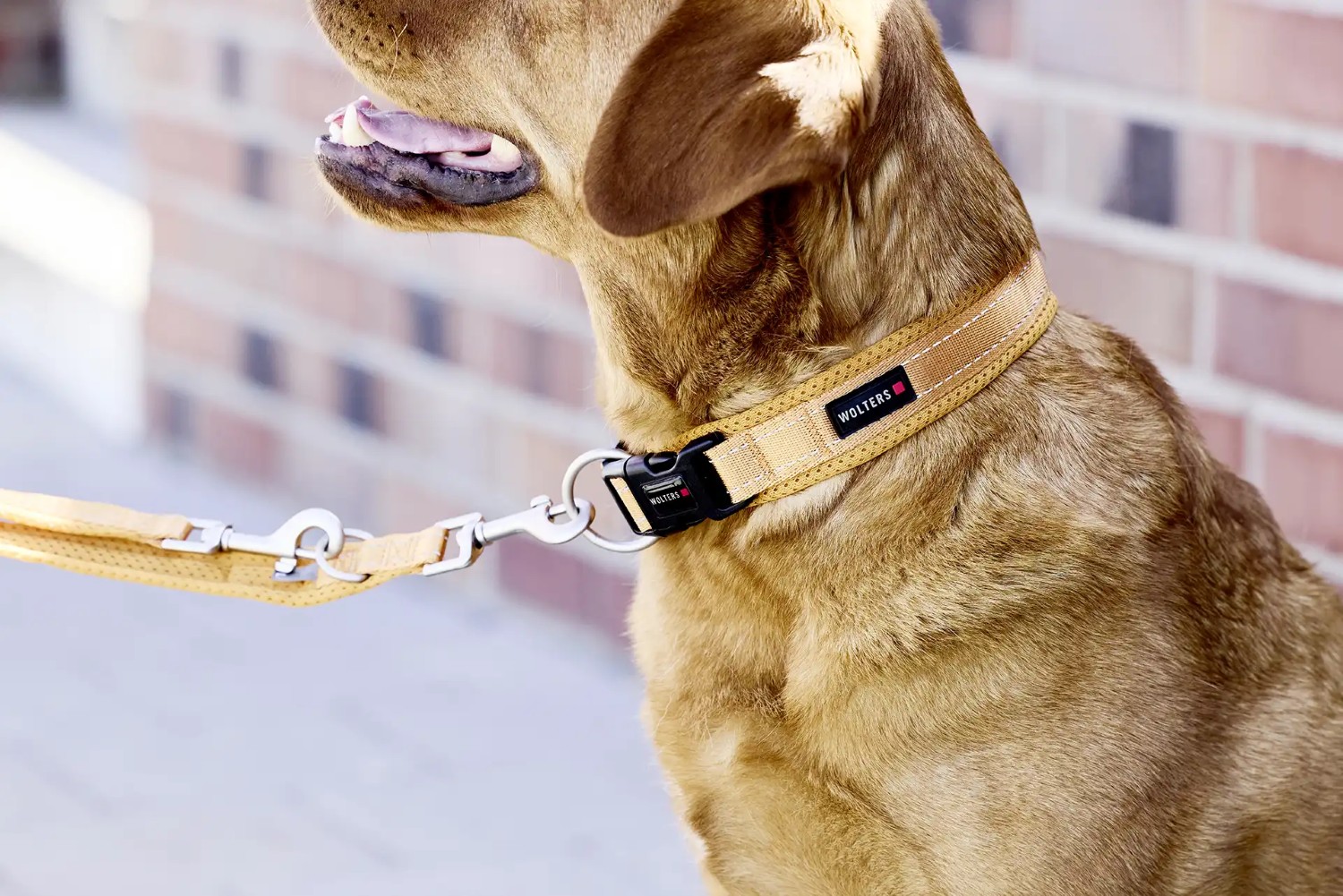 Wolters Halsband Light Mesh Schwarz | Hundehalsband mit Sicherheitsverschlüssen | Gr. L (Länge 50-57 cm)