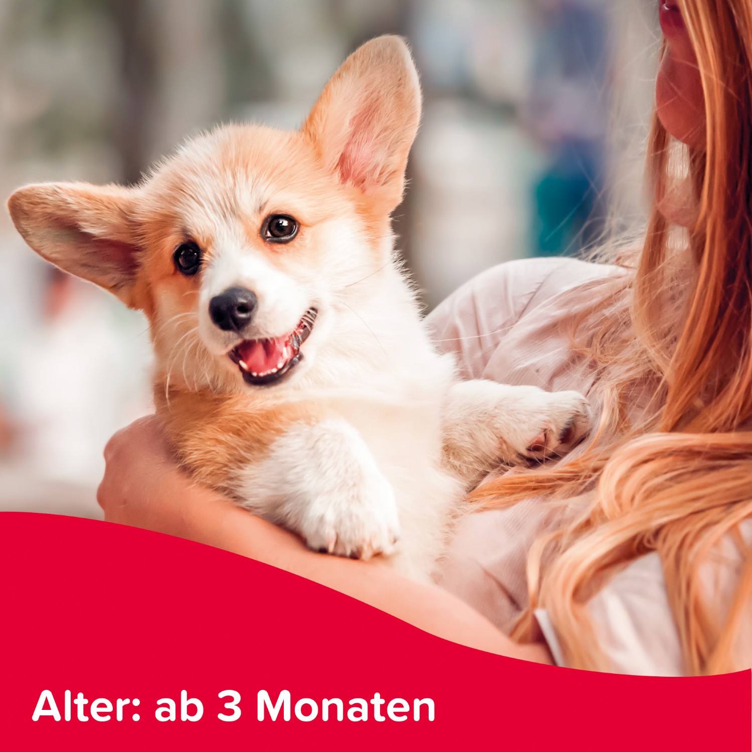 Beaphar Flohschutz-Shampoo | Soforthilfe gegen Flöhe für Hunde und Katzen | Flasche 250 ml