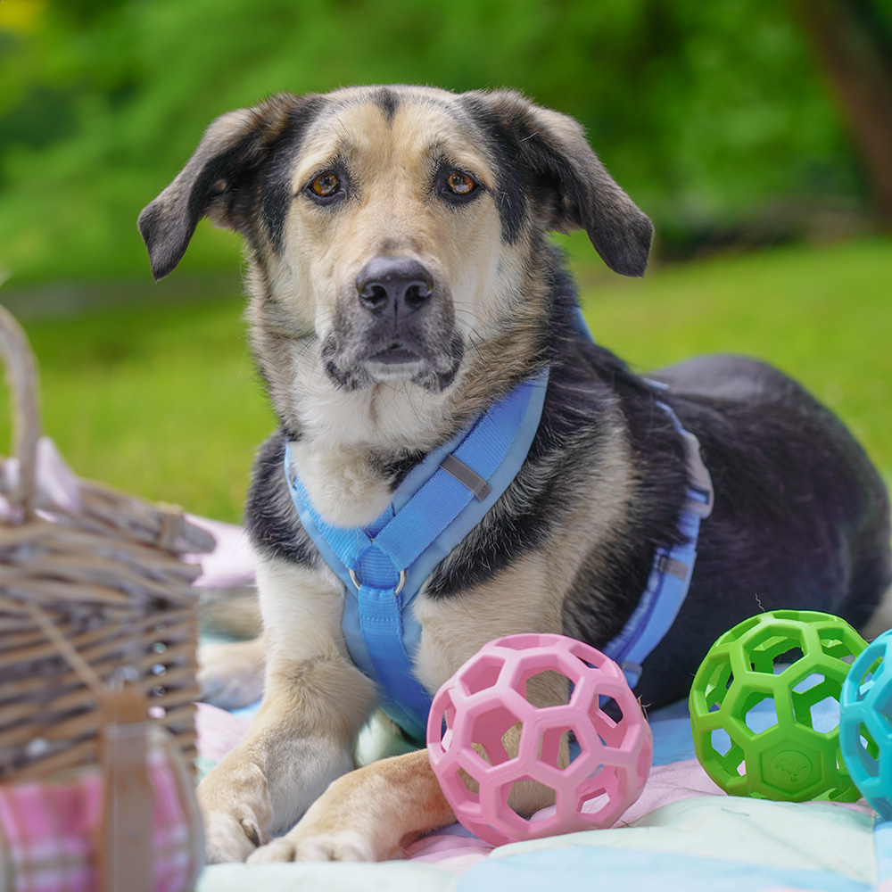 Anny-X Brustgeschirr Fun Marshmallow | Hundegeschirr Größe XS (Brustumfang 43 - 52 cm)