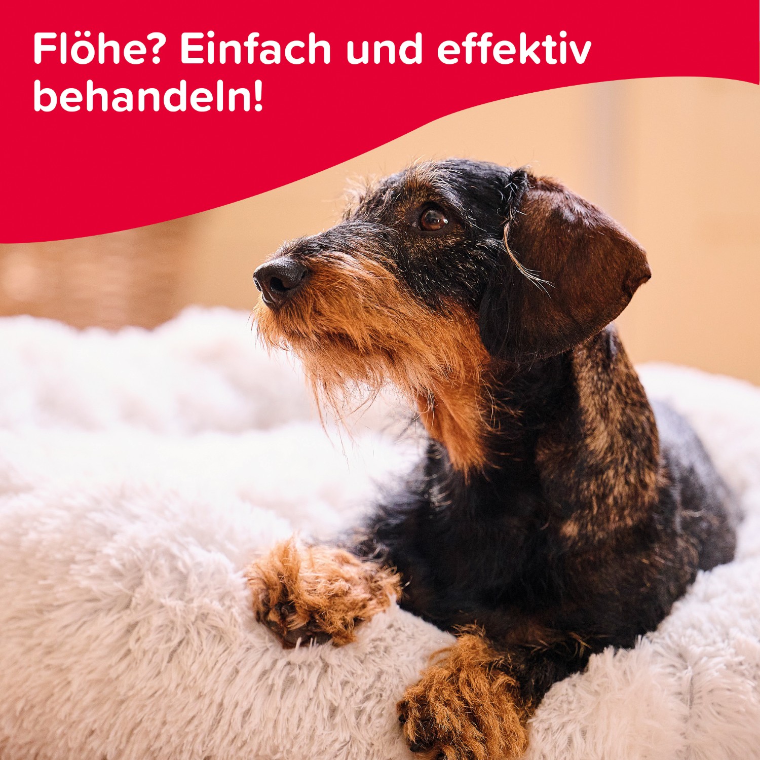 Beaphar Flohschutz-Shampoo | Soforthilfe gegen Flöhe für Hunde und Katzen | Flasche 250 ml