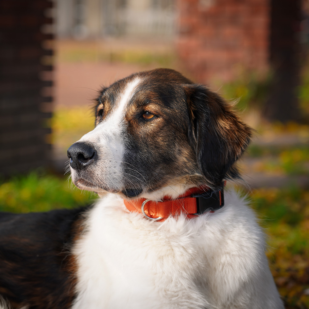 Anny·X Steckhalsband Fun Ahorn | Gepolstertes Hundehalsband | Größe 5 (42-48 cm)