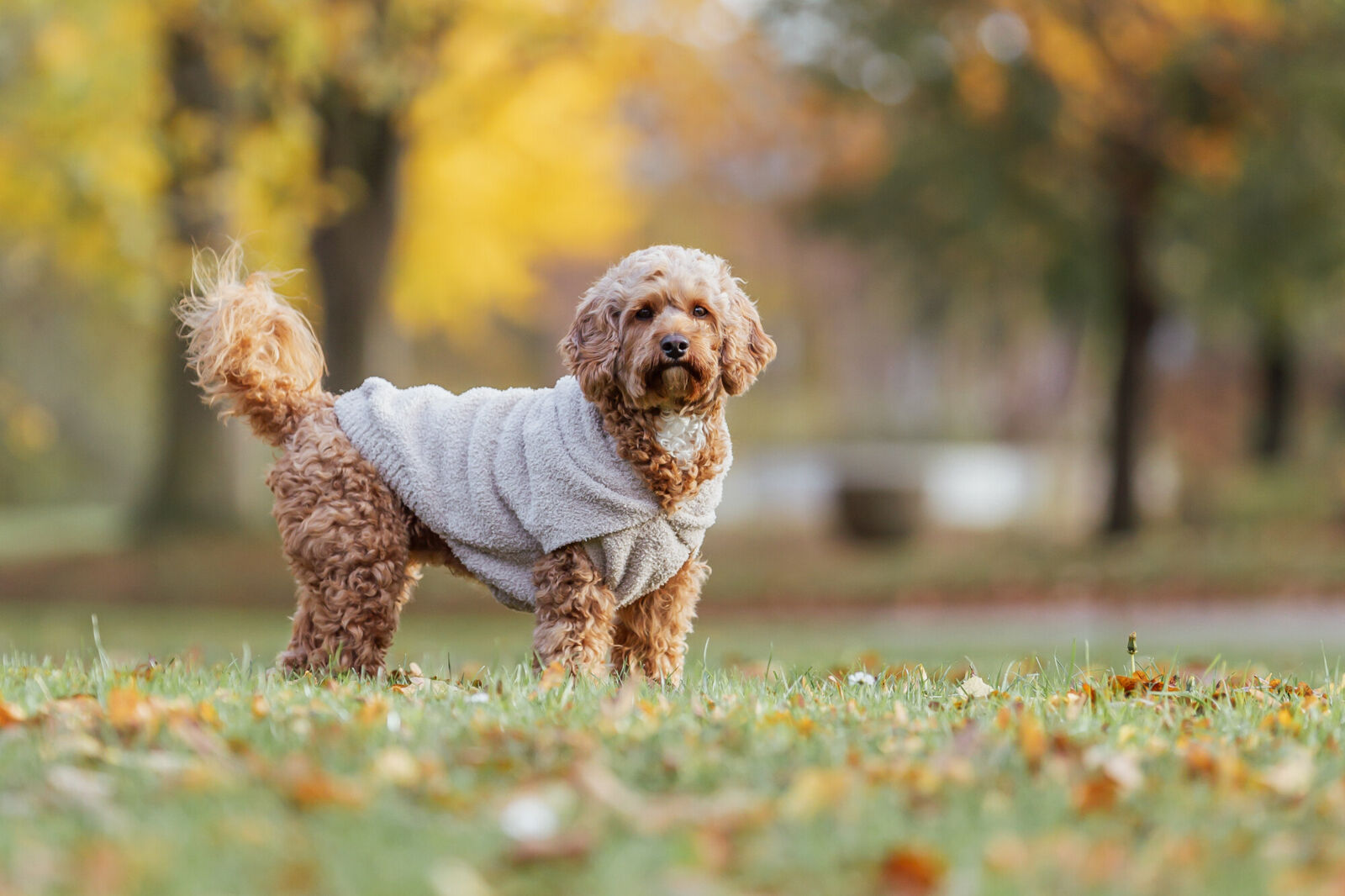 Trixie Hundepulli Hoodie Carson | Stylischer Hundepullover mit Kapuze in Sand | Größe XXS 18 cm Rückenlänge