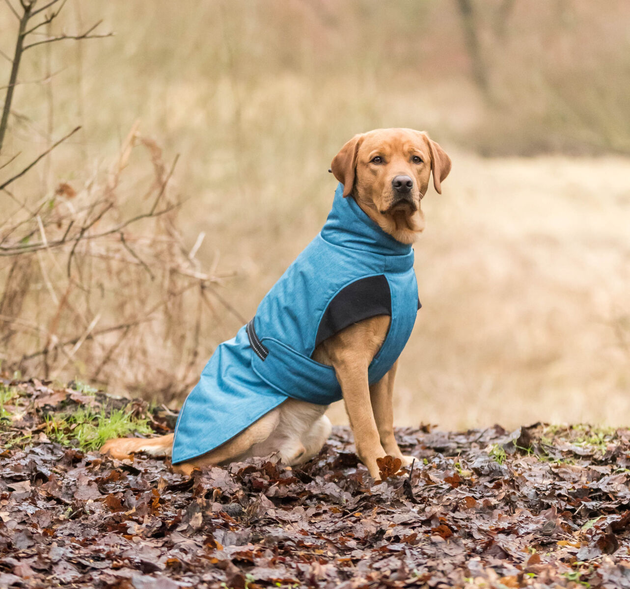 TRIXIE Wintermantel Riom | Wintermantel für Hunde – warm, wasserdicht | Farbe Blau | Gr. XS 30 cm Rückenlänge