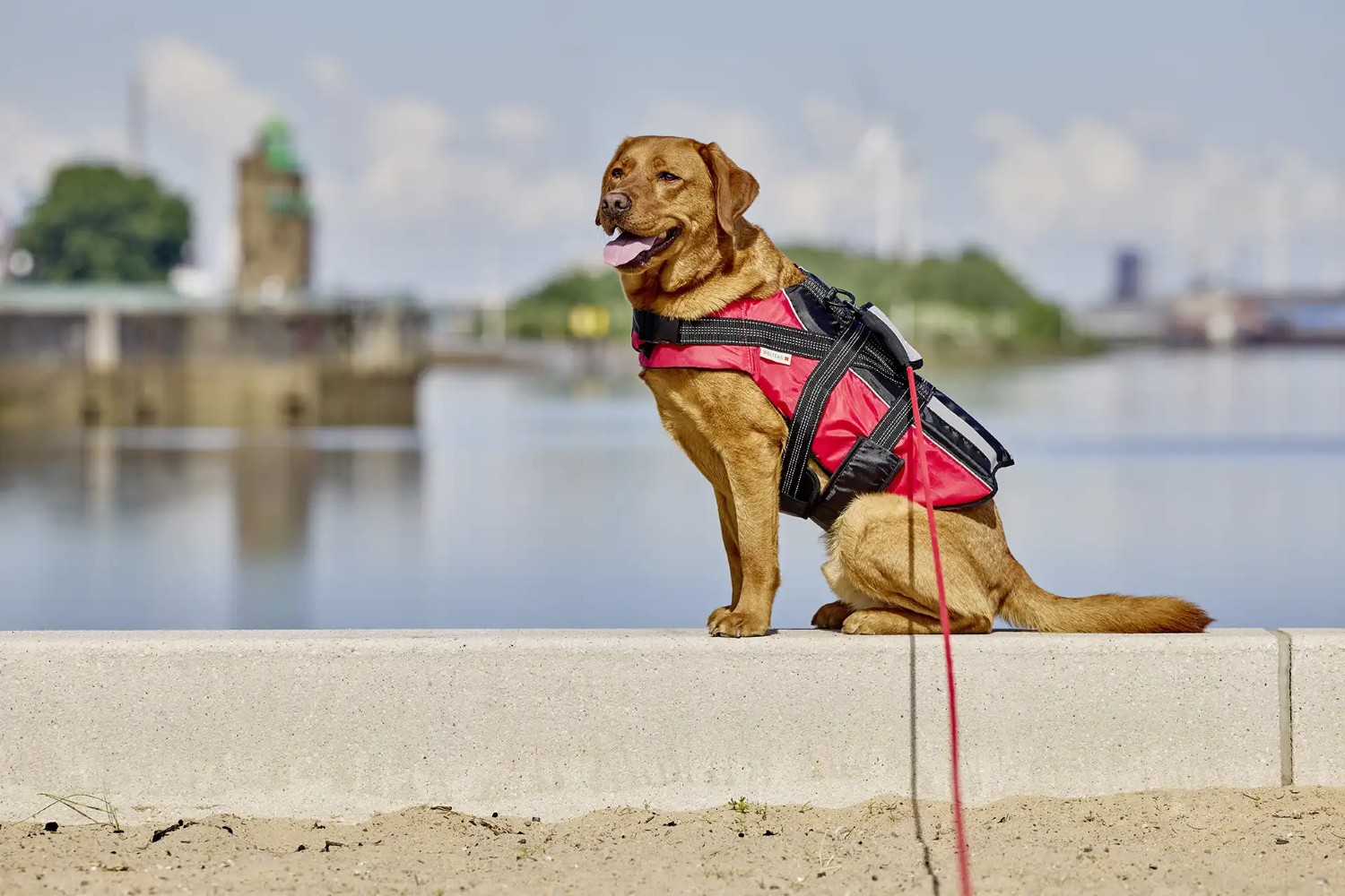 WOLTERS watchout Schwimmleine für Hunde | Schwimmfähige Wasserleine 6 m oder 10 m