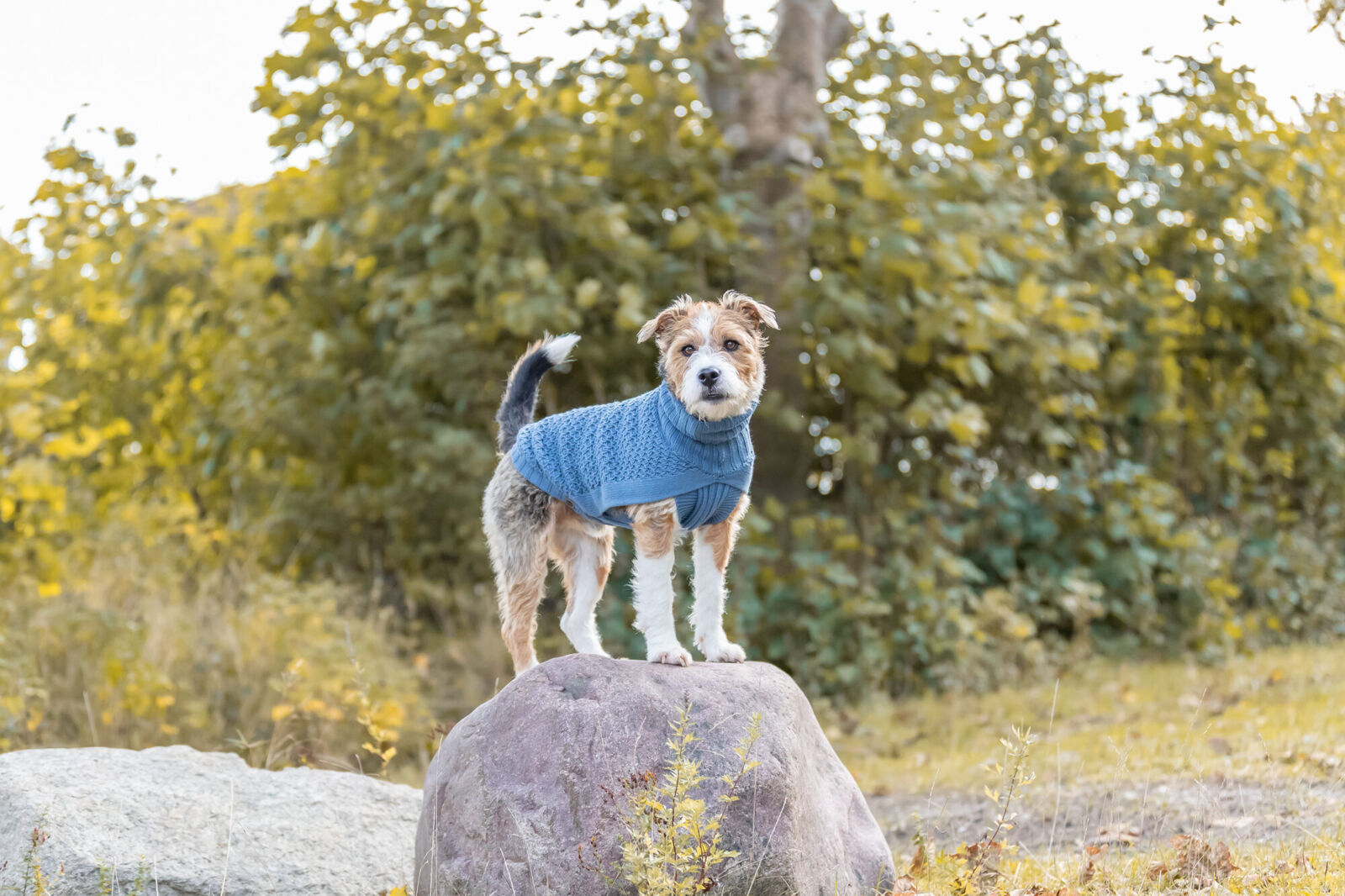 TRIXIE Pullover Norwood | Strick-Pulli für deinen Hund | Farbe Blau-Grau Gr. XXS 18 cm Rückenlänge