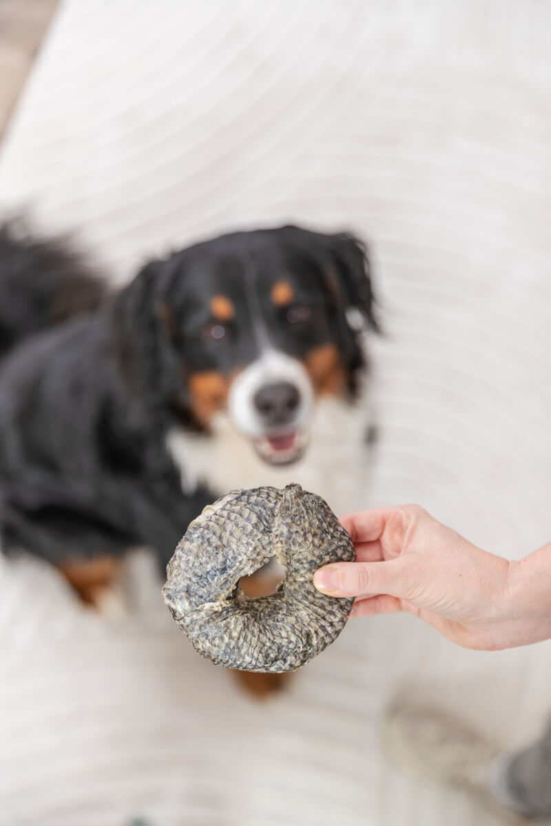Trixie Hundesnack Ring mit Weißfisch | Rinderhaut mit Fisch ummantelt | Ø 10 cm - 110 g - Menge 1 St.