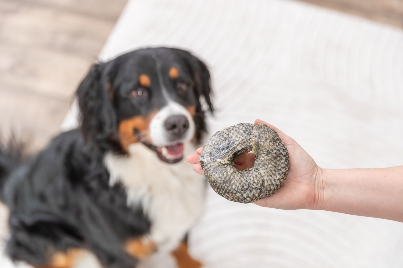 Trixie Hundesnack Ring mit Weißfisch | Rinderhaut mit Fisch ummantelt | Ø 10 cm - 110 g - Menge 1 St.