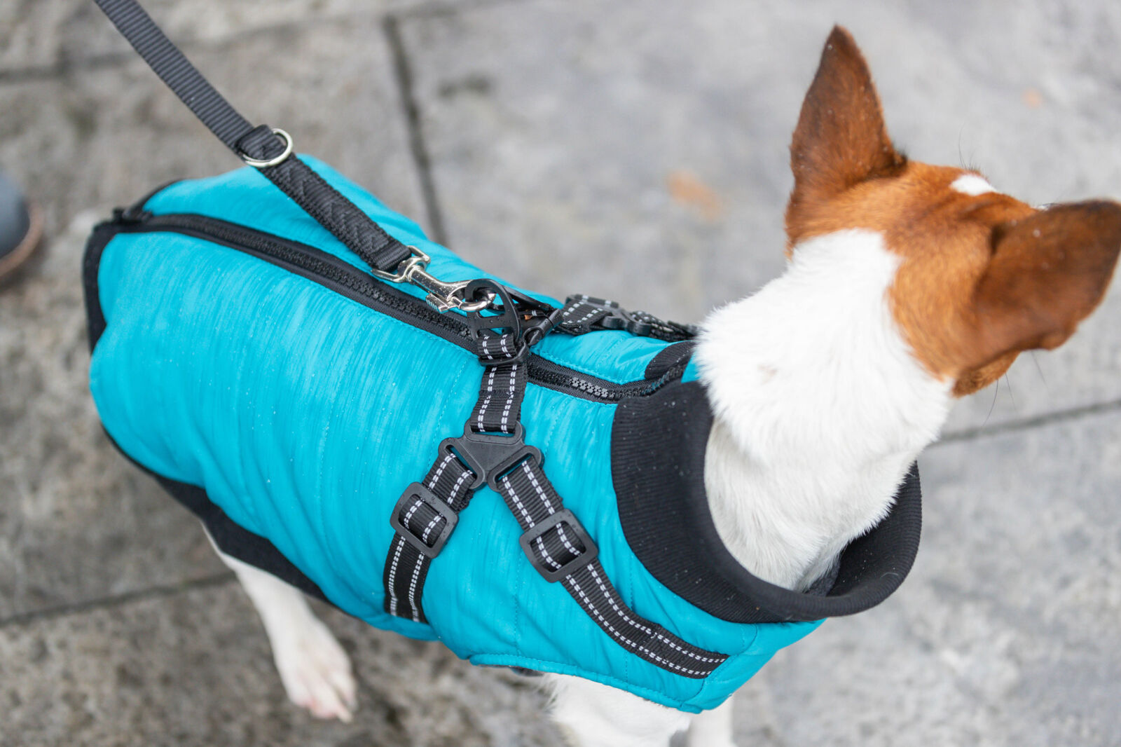 Trixie Wintermantel Pontis | Geschirr-Mantel für Hunde – warm, wasserabweisend | Farbe Aqua - Gr. XS 24 cm Rückenlänge