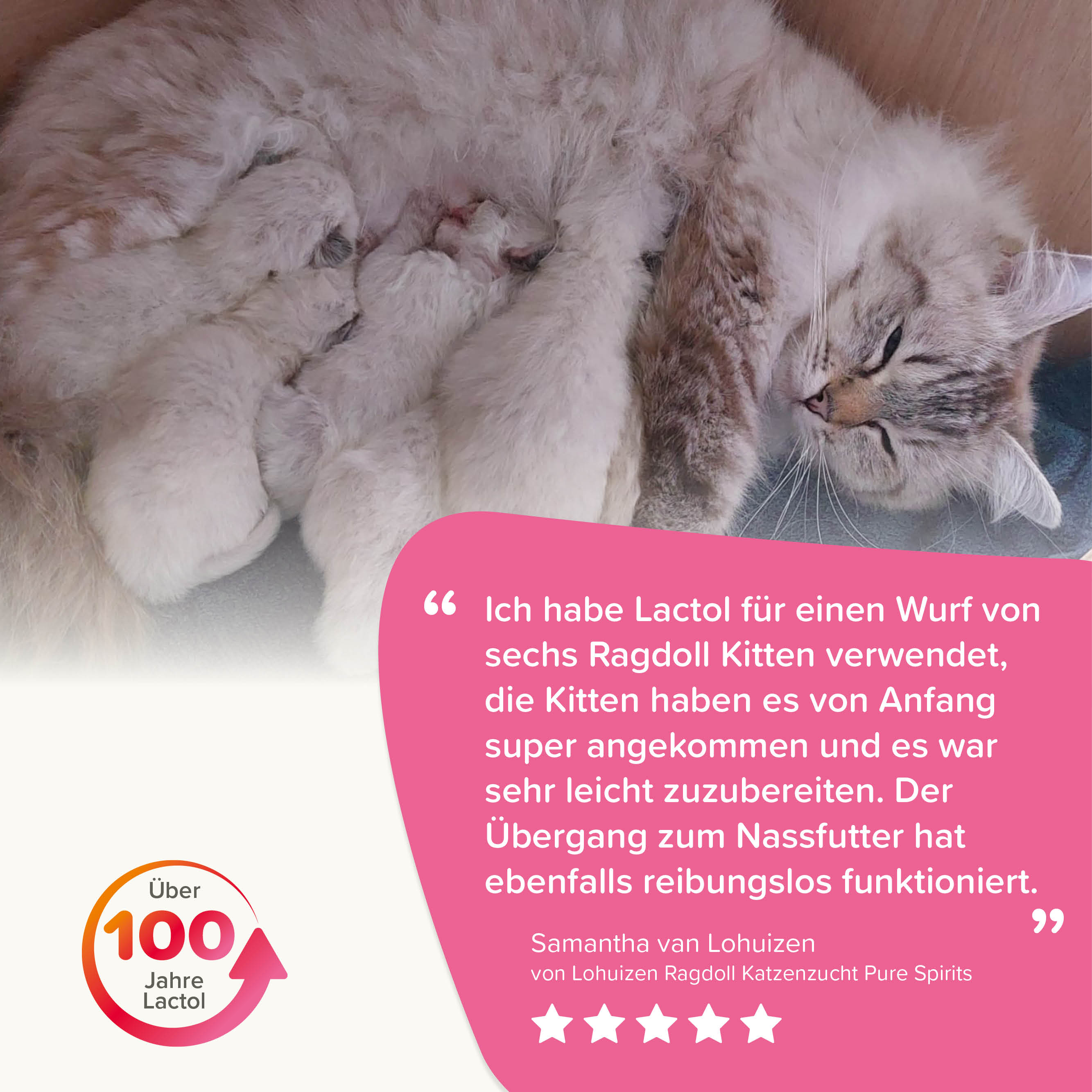Beaphar Lactol Aufzucht-Milch für Katzen | Vollwertiger Muttermilchersatz mit DHA & Taurin | Milchpulver 250 g