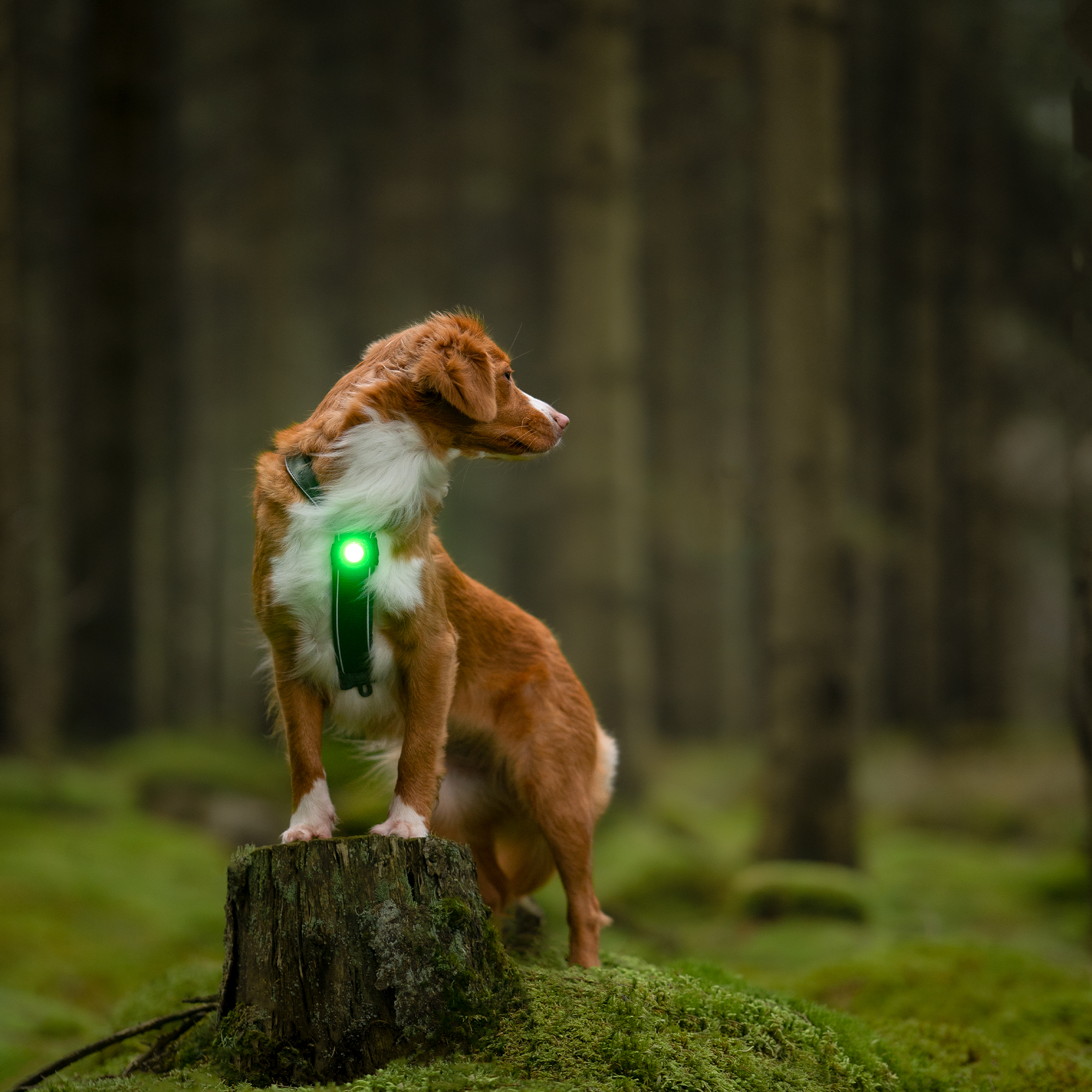 Orbiloc Safety Light | Dog Dual Green | Premium-Sicherheitslicht für Hunde Grün
