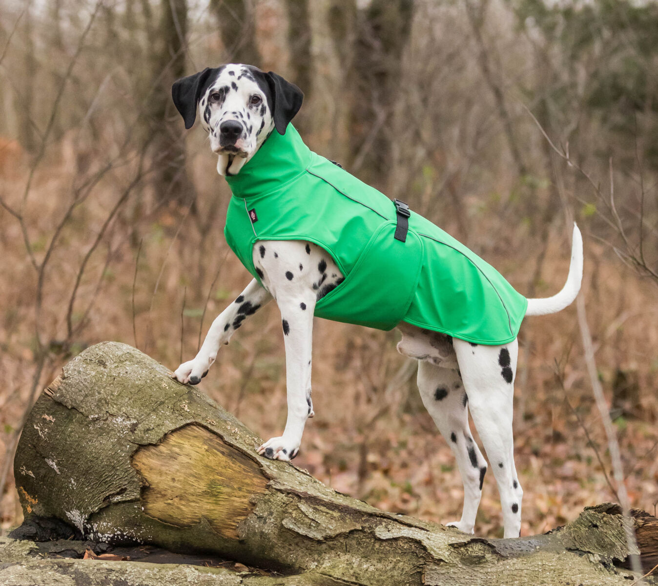 TRIXIE Regenmantel Vimy | Friesennerz für Hunde – Schutz vor Wind und Regen | Farbe Grün S 40 cm Rückenlänge