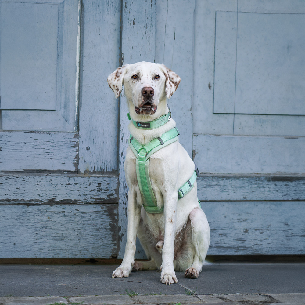 Anny·X Steckhalsband Fun Lollipop | Gepolstertes Hundehalsband | Größe 2 (27-33 cm)