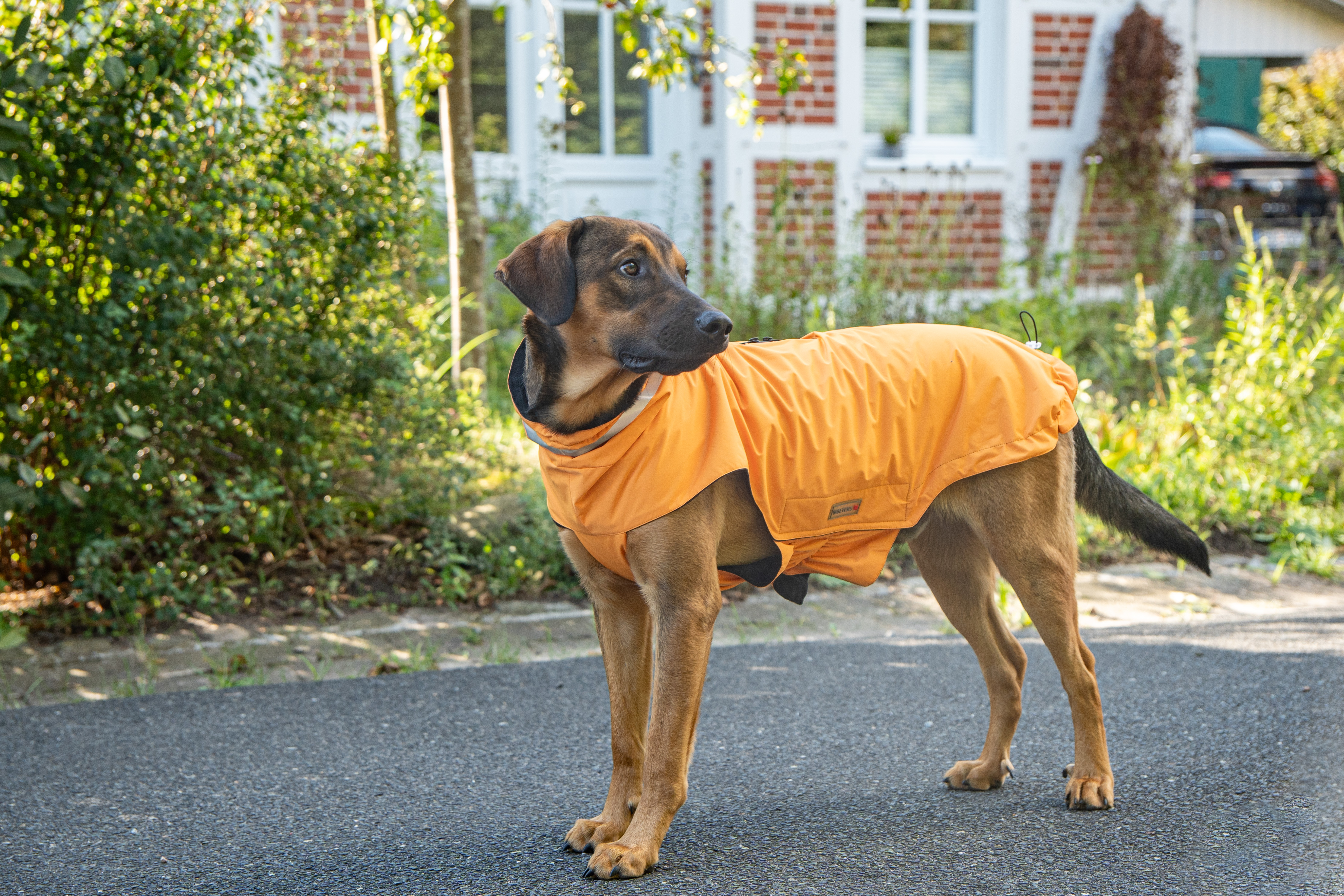Wolters Outdoorjacke Modern Classic | Hundejacke die perfekt schützt bei Kälte und Nässe | Orange - Gr. 28 (Rückenlänge 27 - 29 cm)