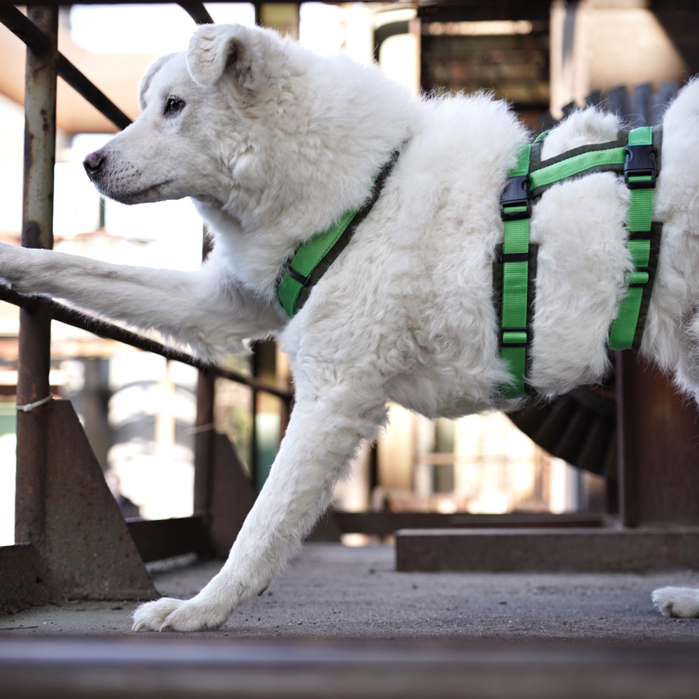 Anny-X Brustgeschirr Safety Fun Oliv-Hellgrün | Ausbruchsicheres Hundegeschirr mit Taillengurt | Größe S (Brustumfang 52 - 64 cm)