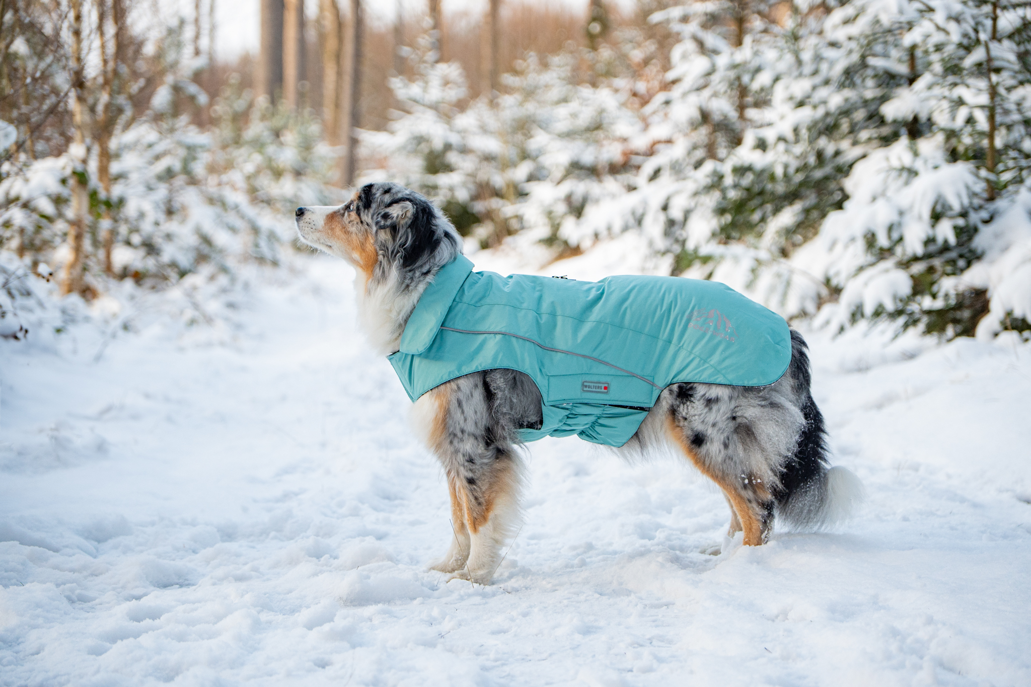 Wolters Wolters Skijacke Dogz-Wear | Wintermantel für Hunde | Farbe Türkis | Größe 28 (Rückenlänge 27 - 29 cm)