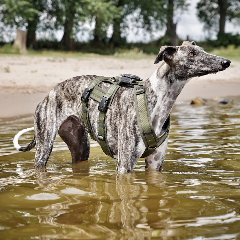 Anny-X Brustgeschirr Safety Fun Oliv-Oliv | Ausbruchsicheres Hundegeschirr mit Taillengurt | Größe S (Brustumfang 52 - 64 cm)