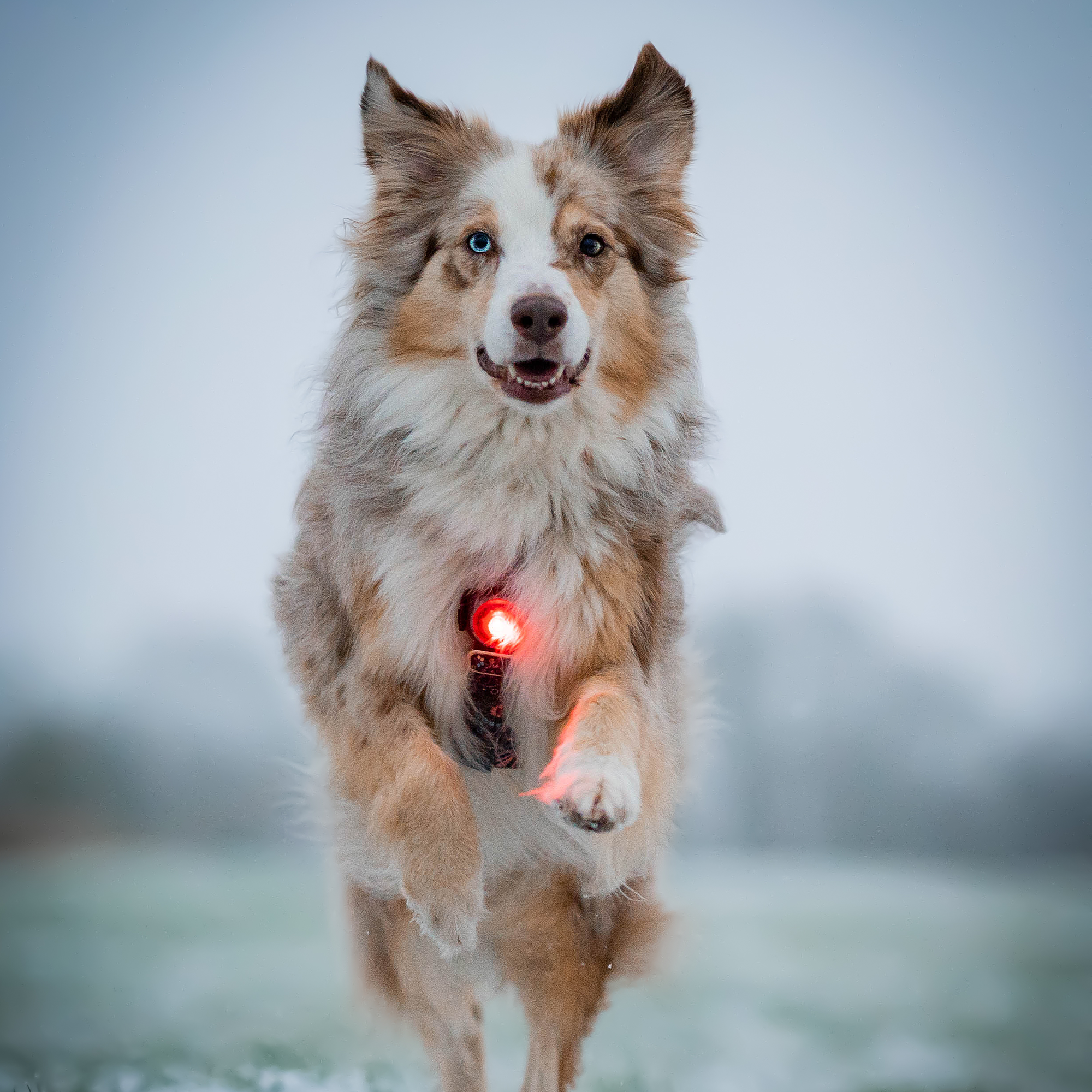 Orbiloc Safety Light | Dog Dual Red | Premium-Sicherheitslicht für Hunde Rot