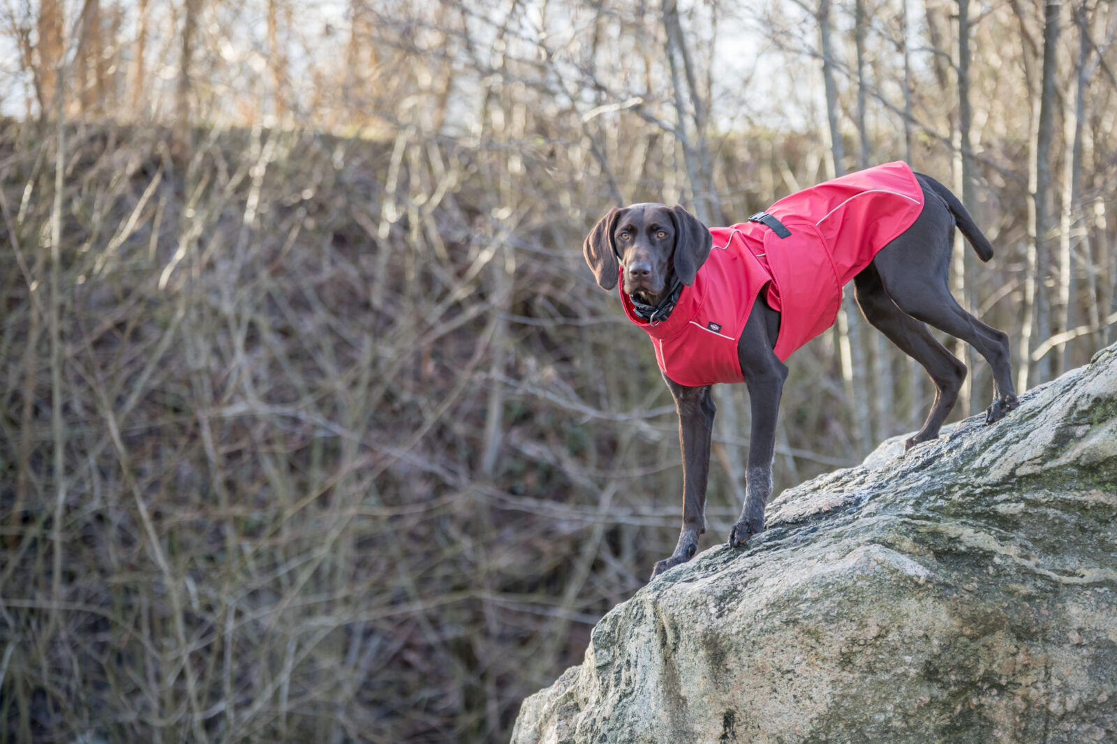 TRIXIE Regenmantel Vimy | Friesennerz für Hunde – Schutz vor Wind und Regen | Farbe Rot S 40 cm Rückenlänge