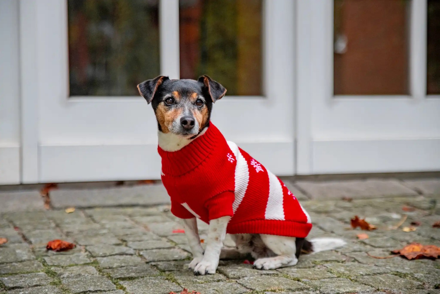 Wolters Strickpullover Frosty Rots-Weiß | Hundepullover mit festlichen Strickmuster | Gr. 20 (Rückenlänge 19 - 21 cm)