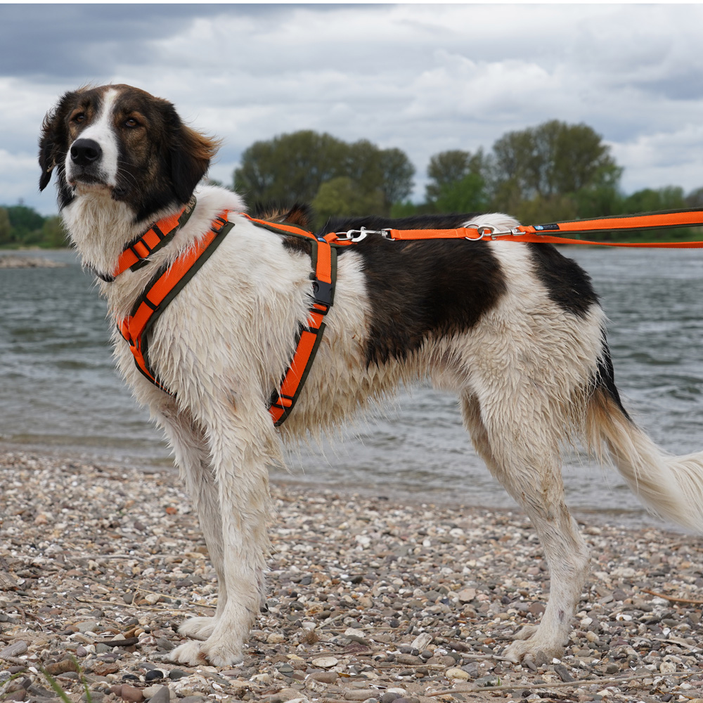 Anny·X Steckhalsband Fun Oliv-Orange | Gepolstertes Hundehalsband | Größe 2 (27-33 cm)