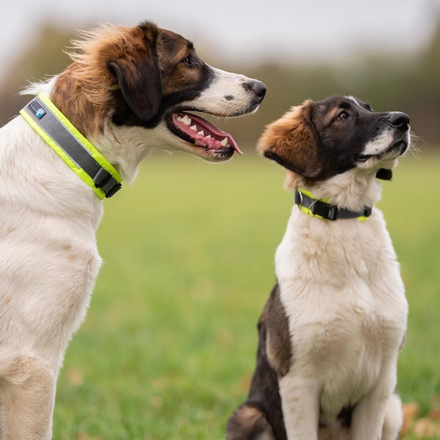 Anny·X Steckhalsband Fun Protect Leuchtgelb | Gepolstertes Hundehalsband | Gr. 1 (27-33 cm)