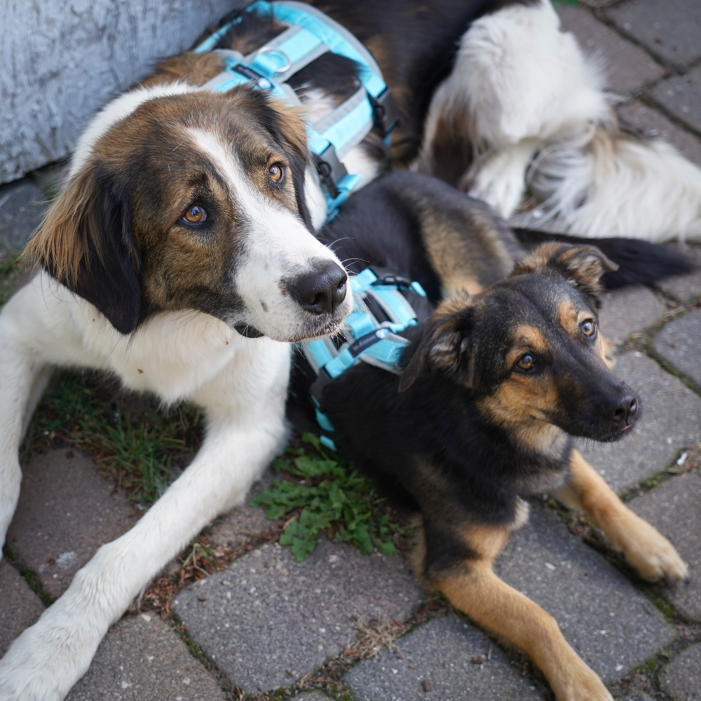 Anny-X Brustgeschirr Safety Fun Grau-Eisblau | Ausbruchsicheres Hundegeschirr mit Taillengurt | Größe S (Brustumfang 52 - 64 cm)