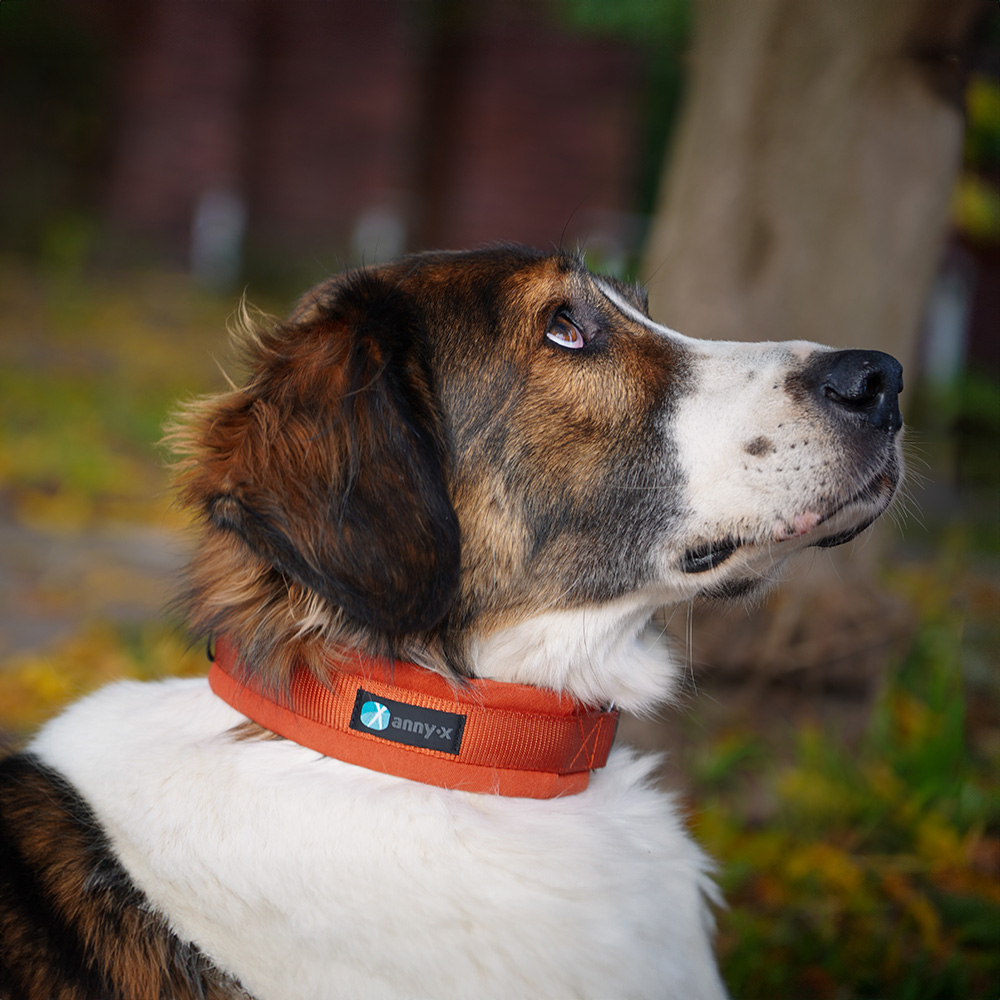 Anny·X Steckhalsband Fun Ahorn | Gepolstertes Hundehalsband | Größe 5 (42-48 cm)