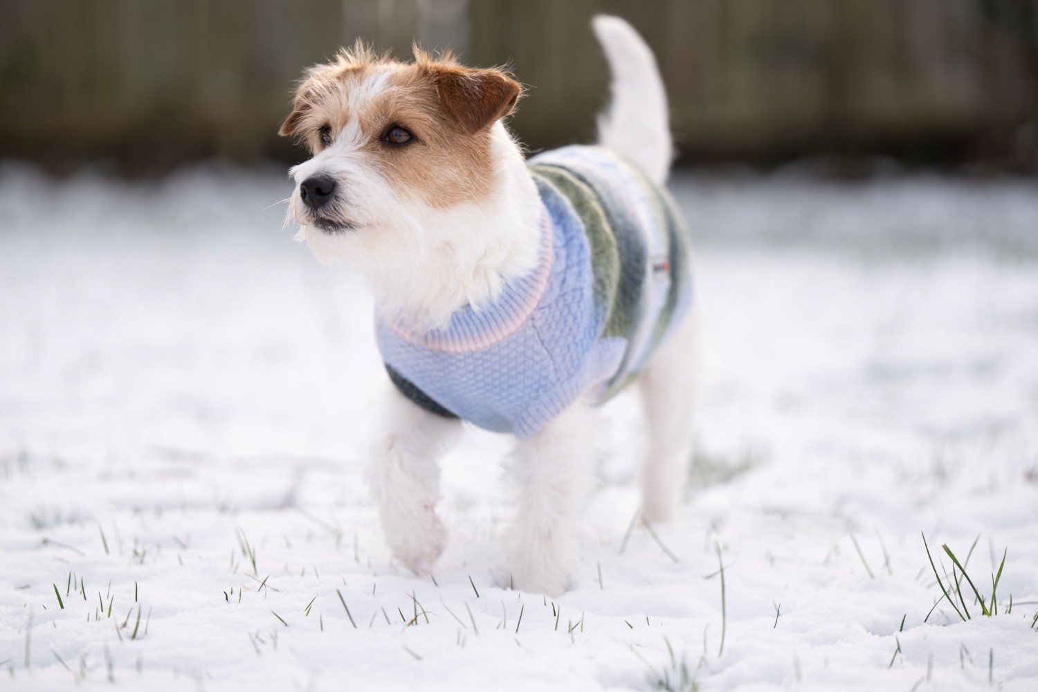 Wolters Strickpullover Marinello | Hundepullover mit Farbverlauf | Gr. 20 (Rückenlänge 19 - 21 cm)