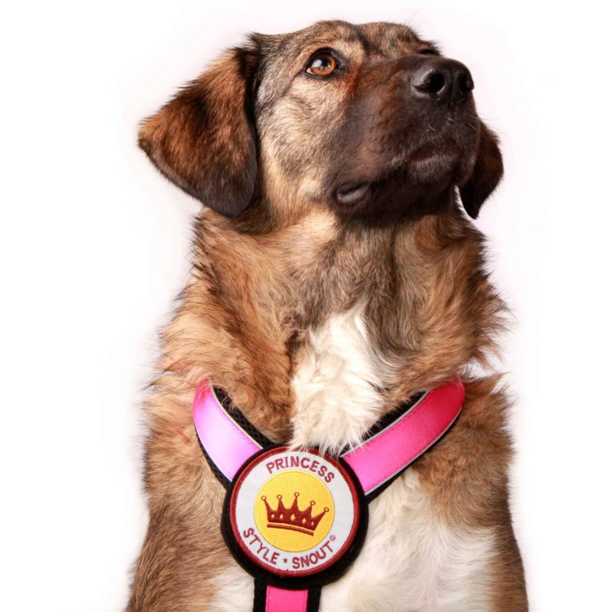 StyleSnout® Patches | Reflektierender Hunde-Patch „Patch it!“ – mit Klettverschluss | Motiv FLIEGE Ø 8 cm
