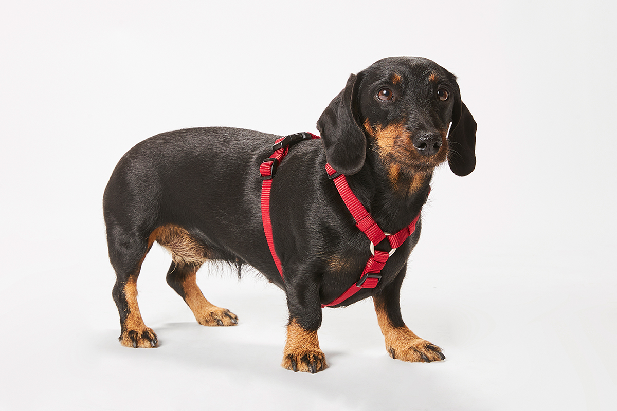 WOLTERS Professional Hundegeschirr | Brustgeschirr breite Brust für Mops, Bulli & Co. | Rot - Gr. M (40-55 cm x  15 mm)