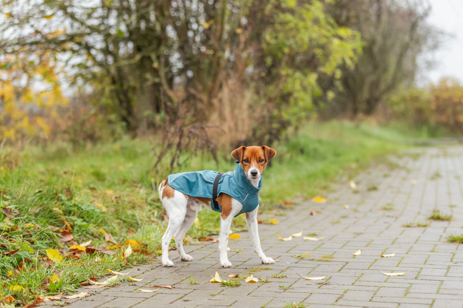 TRIXIE Regenmantel Vimy | Friesennerz für Hunde – Schutz vor Wind und Regen | Farbe Petrol S 40 cm Rückenlänge