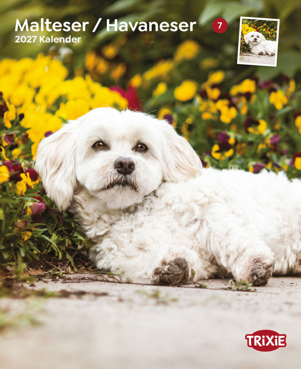 Trixie Motivkalender 2027 | Jahreskalender mit verschiedenen Motive und Themen | Kalender Malteser-Havaneser