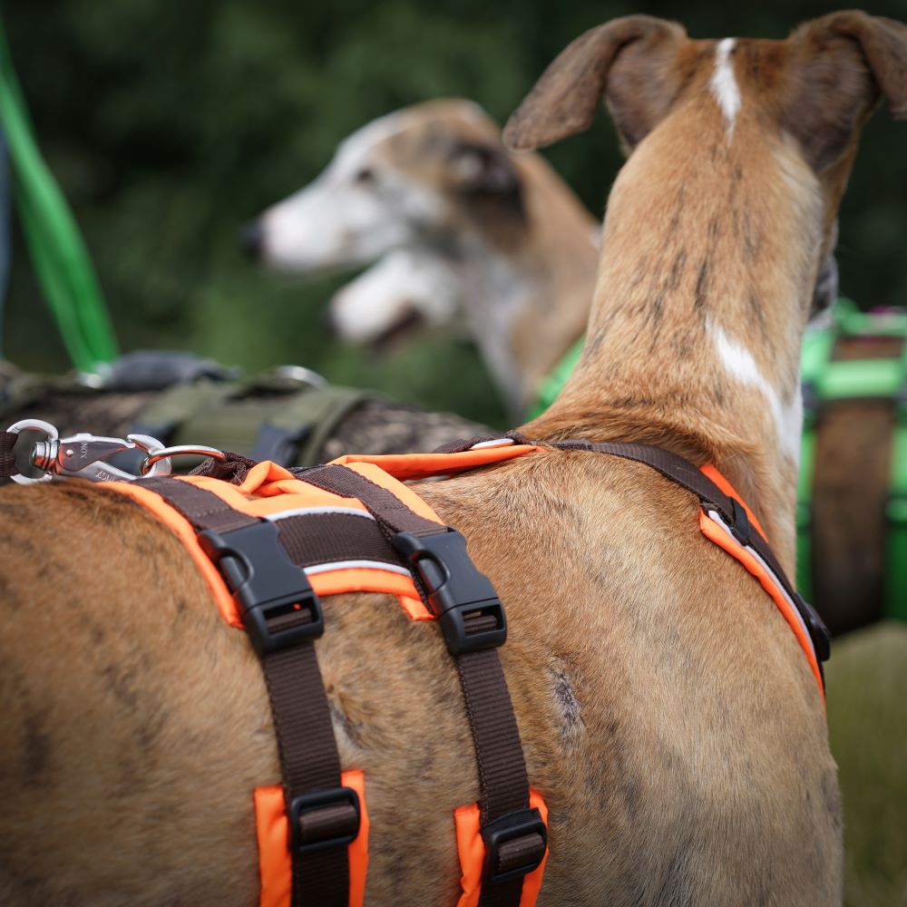 Anny-X Brustgeschirr Safety Protect Leuchtorange-Braun | Sicherheits-Hundegeschirr Größe XXS (Brustumfang 36 - 42 cm)