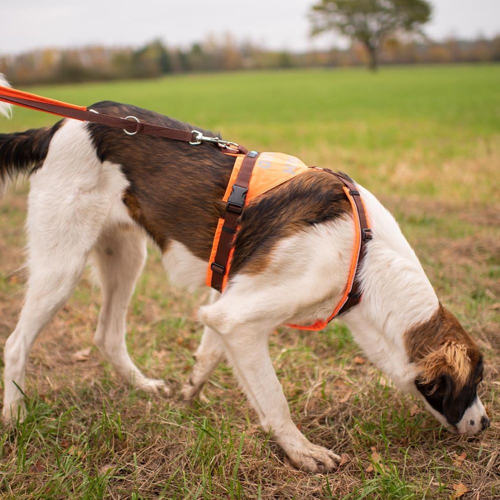 Anny-X Suchhund-Geschirr Leuchtorange-Braun | Hundegeschirr Größe XL (Brustumfang 78- 96 cm)