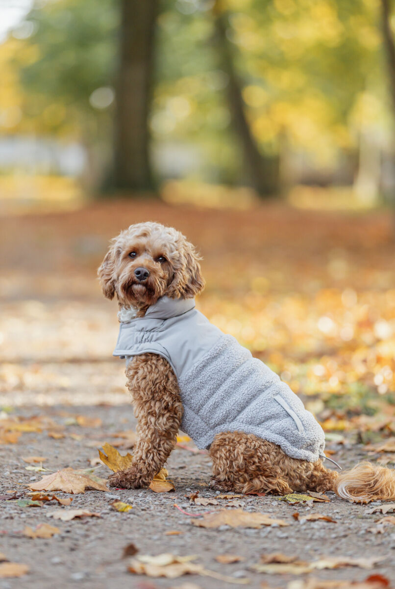 TRIXIE Wintermantel Ajou | Wintermantel für Hunde – warm, wasserdicht | Farbe Grau - Gr. S 40 cm Rückenlänge