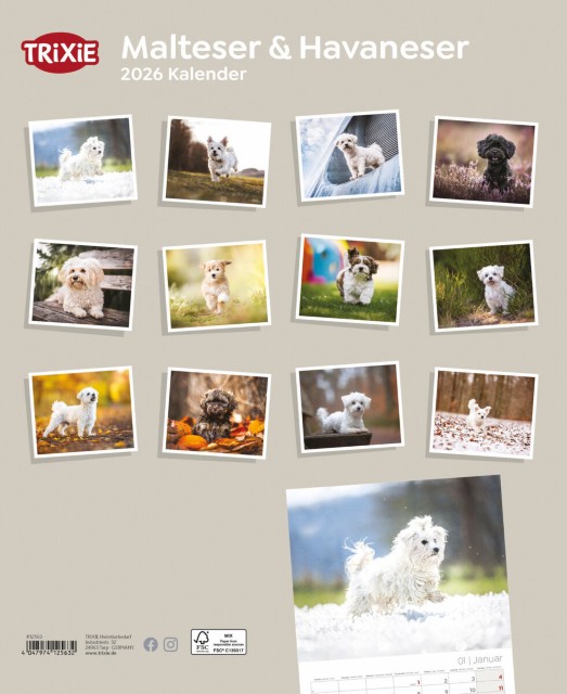 Trixie Motivkalender 2026 | Jahreskalender mit verschiedenen Motive und Themen | Kalender Malteser-Havaneser