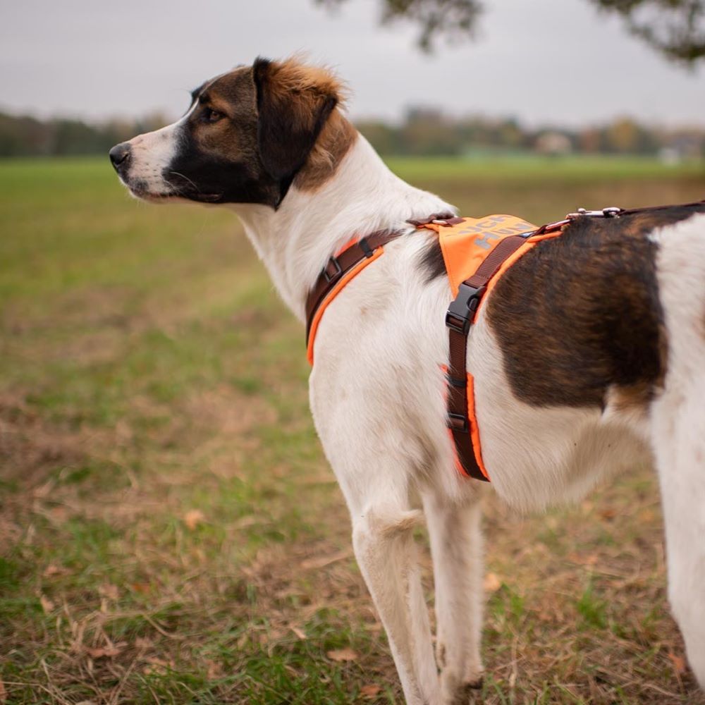 Anny-X Suchhund-Geschirr Leuchtorange-Braun | Hundegeschirr Größe XL (Brustumfang 78- 96 cm)