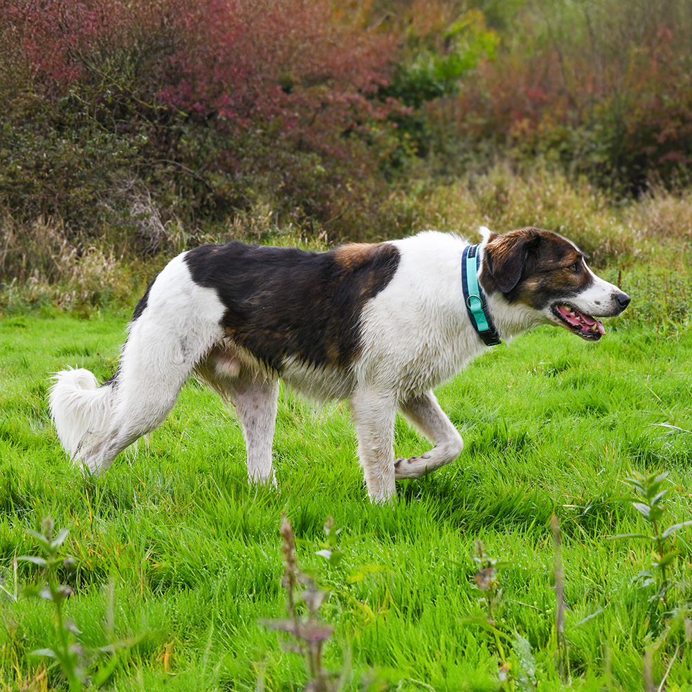 Anny·X Steckhalsband Fun Ozean | Gepolstertes Hundehalsband | Größe 2 (27-33 cm)