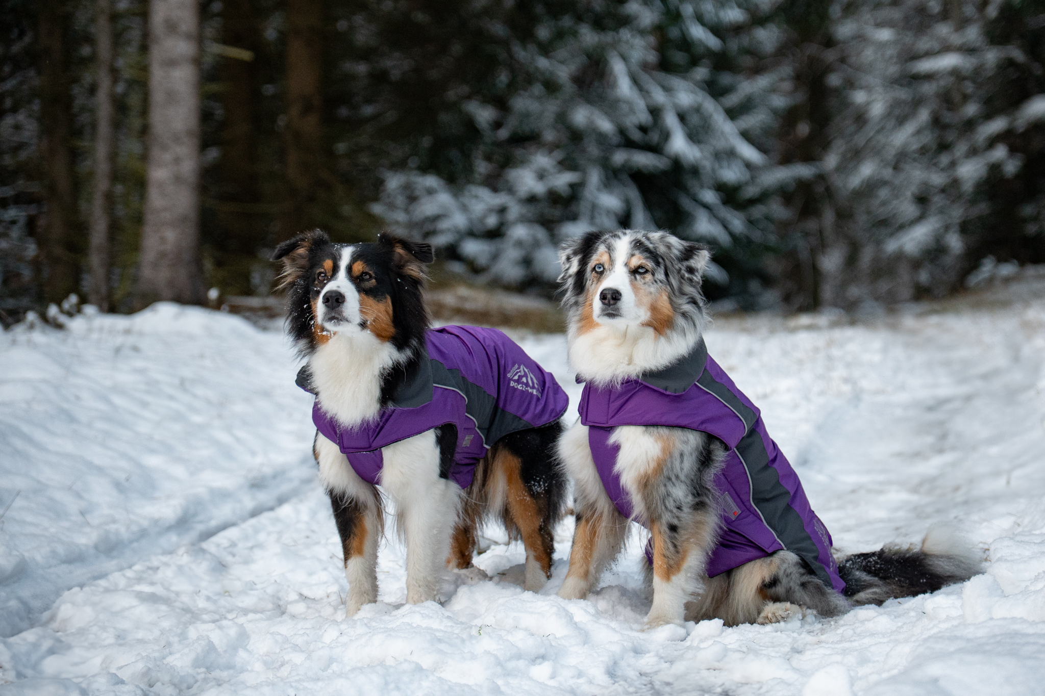 Wolters Wolters Skijacke Dogz-Wear | Wintermantel für Hunde | Farbe Lila-Grau | Größe 28 (Rückenlänge 27 - 29 cm)
