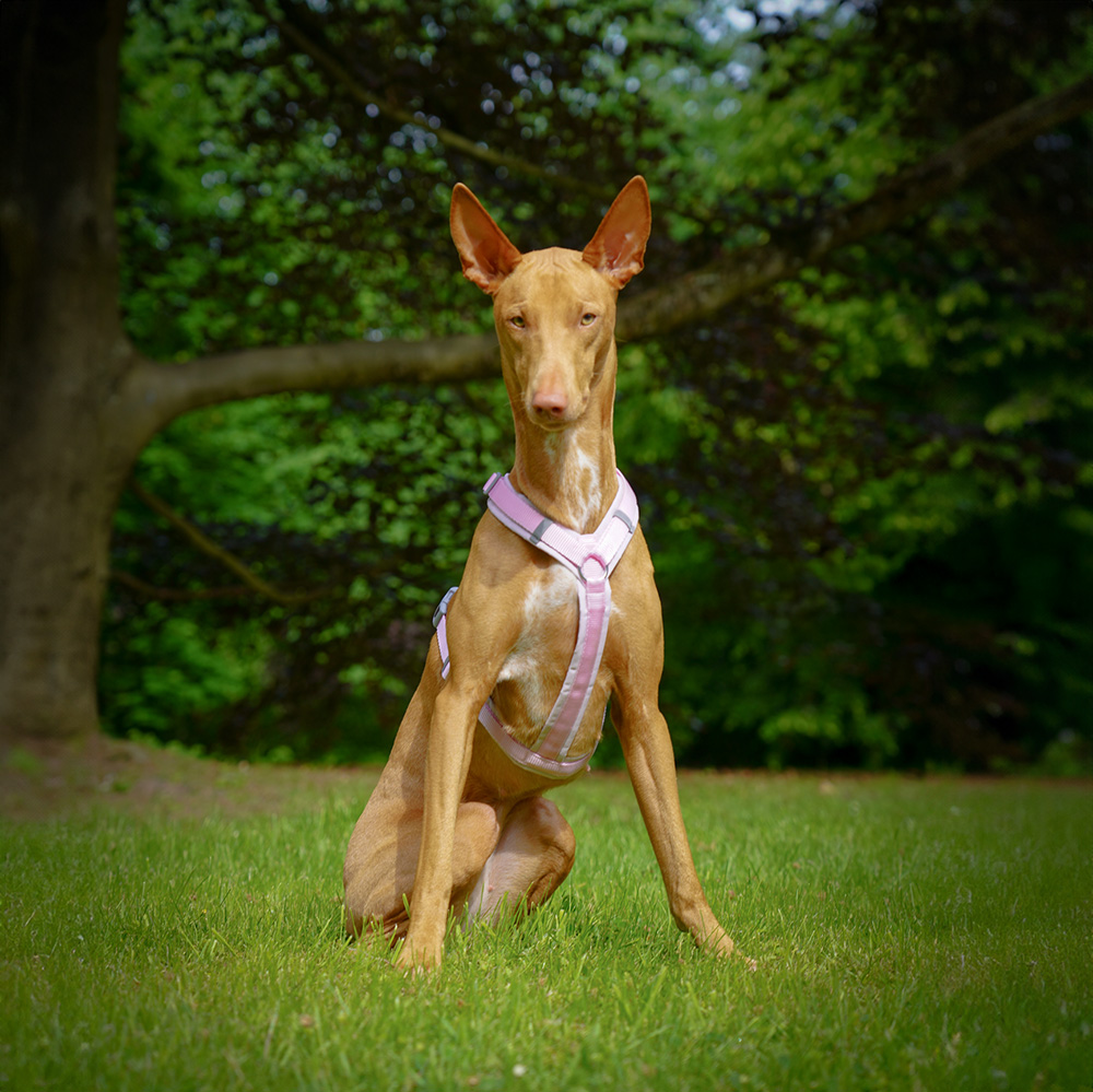 Anny-X Brustgeschirr Fun Zuckerwatte | Hundegeschirr Größe XS (Brustumfang 43 - 52 cm)