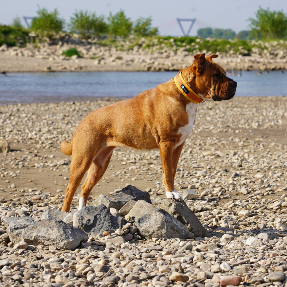Anny·X Steckhalsband Fun Goldglöckchen | Gepolstertes Hundehalsband | Größe 2 (27-33 cm)