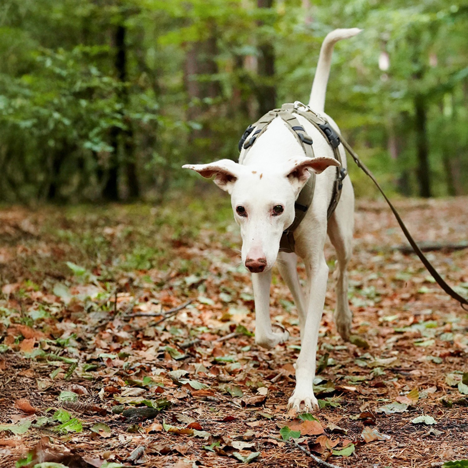 Anny-X Brustgeschirr Fun Moos | Hundegeschirr Gr. XXS (Brustumfang 36 - 42 cm)