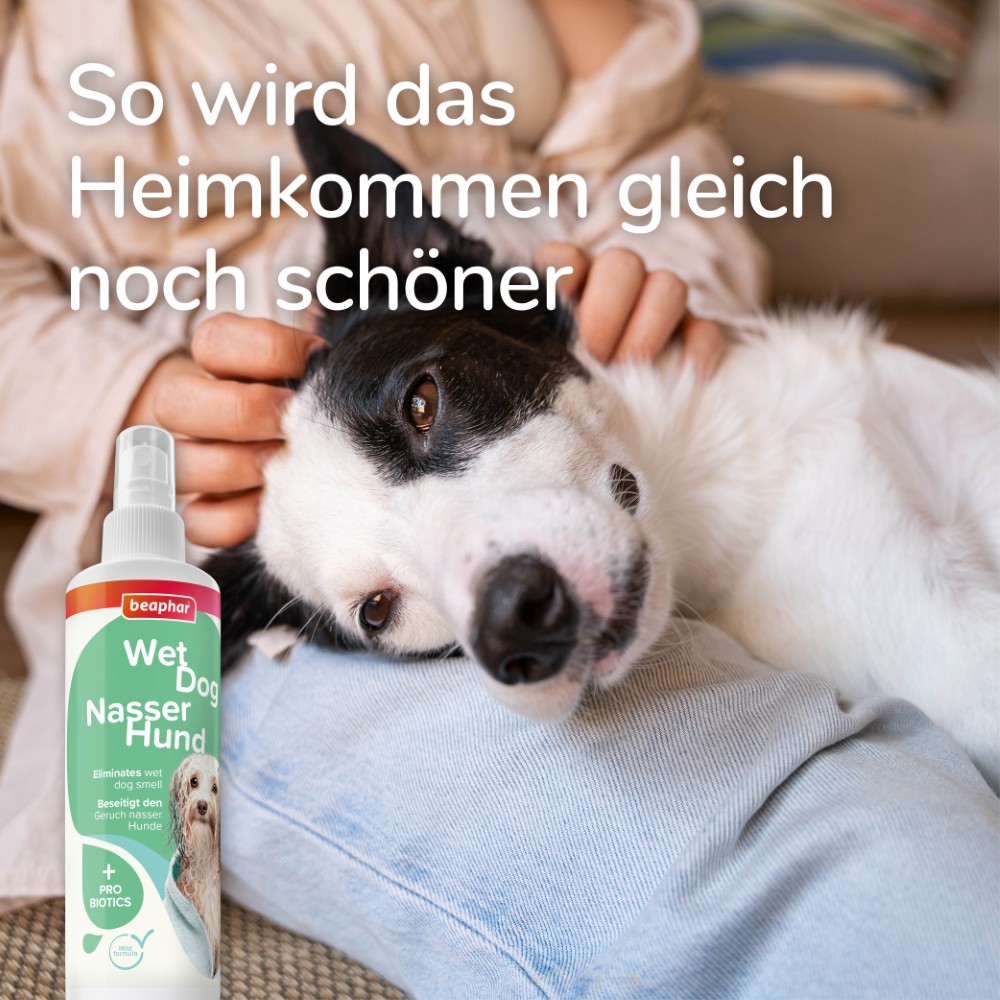 Beaphar Nasser Hund Spray | Fellpflege und Geruchsneutralisier für Hunde | Zerstäuber 250 ml